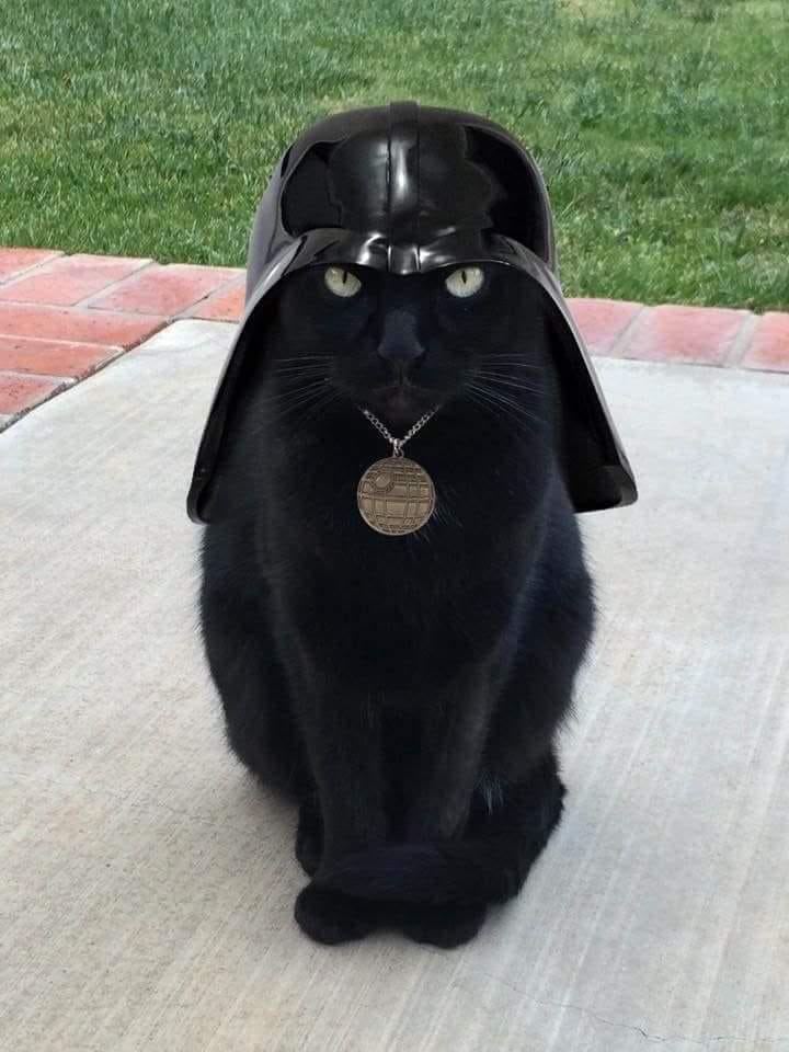 Cat Darth vader.jpg