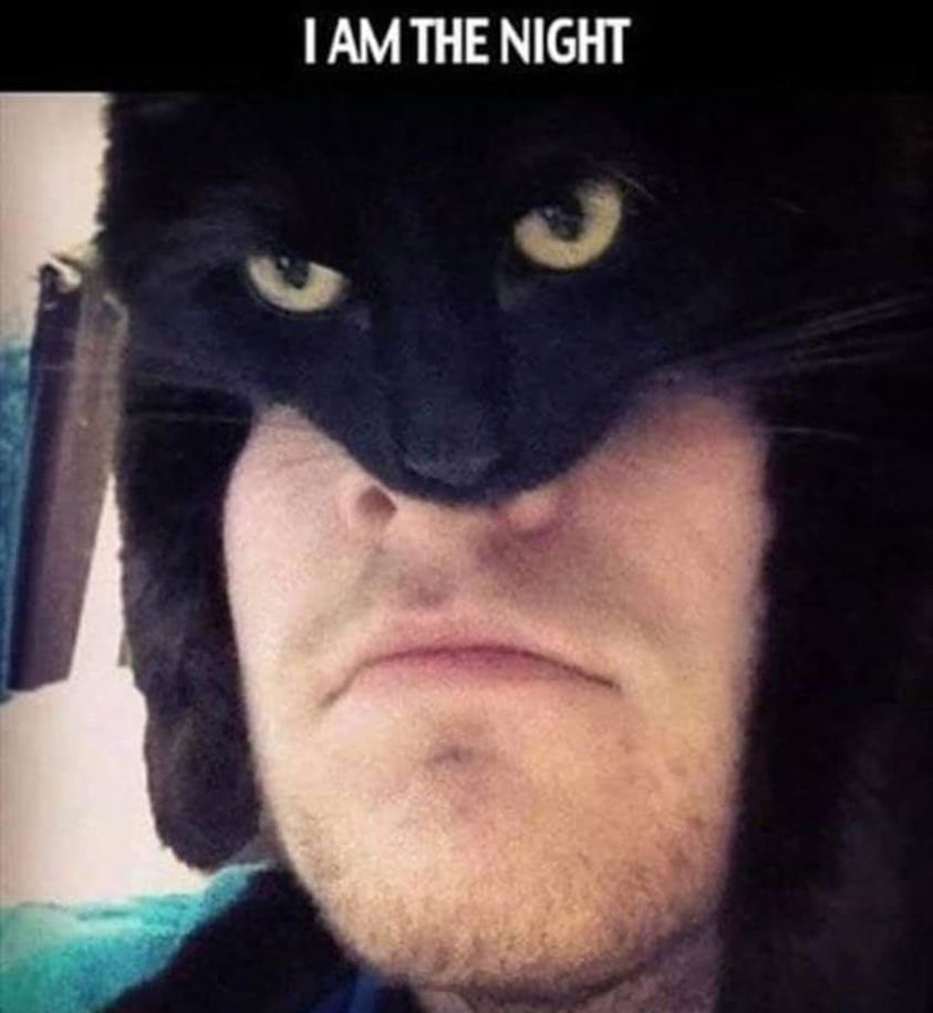 Cat I am night.jpg