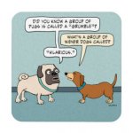 funny_pug_and_dachshund_drink_coaster-rdb0abdbbc76b40c4ad546b49582a9659_ambkq_8byvr_324.jpg