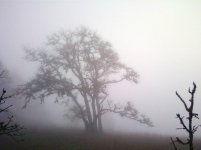 foggy tree.jpg