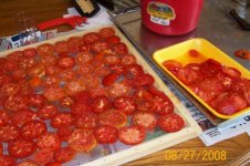 Tomatoes on tray (600 x 400).jpg