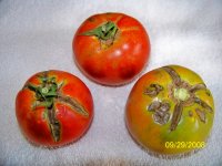 Tomato cracks(600 x 450).jpg