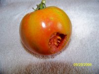 Chewed tomato (600 x 450).jpg