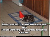 Cat-traffic cone.jpg