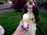 Doggieicecream.jpg