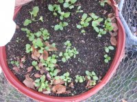 Garden radishes 12-12-15.JPG