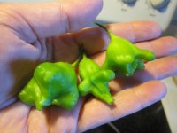 Fleur peppers.JPG