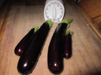 Hansel eggplants.JPG