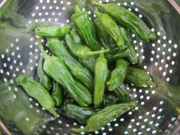 Shishito peppers, 2 one harvest.JPG