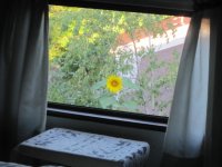 Sunflower 2011 view from my bedroom window.JPG