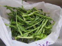 Bag of greens stems.JPG