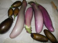 Eggplants 2018.JPG