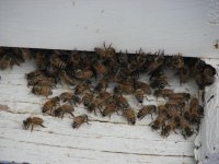 beehives 72012 001.jpg