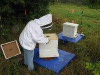 beehives 72012 005.jpg