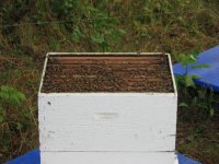 beehives 72012 009.jpg