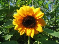 Garden 2009 - dwarf sunflower.JPG