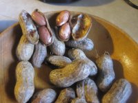 Boiled peanuts ready to eat.JPG