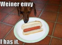 funny-dog-pictures-dog-has-envy.jpg