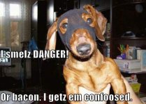 funny-dog-pictures-superhero-dog-smells-danger-or-maybe-bacon.jpg