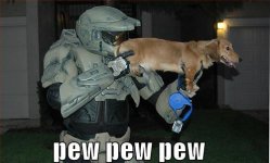 funny-pictures-halo-dog-pew.jpg