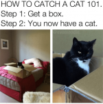 cat catch.png