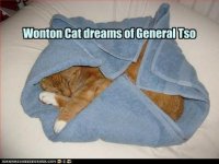 cat_wonton.jpg