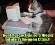 cat_search.jpg
