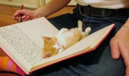 cat_book.jpg