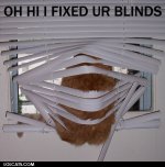 cat blinds.jpg