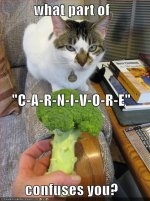 1cat-part-of-carnivore-confuses.jpg