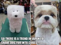 dog cubes.jpg