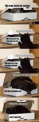 cat_box.jpg