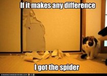 cat_spider.jpg