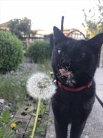 Catdandelion7.jpg