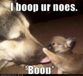 dog boop.jpg