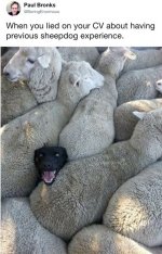 dog sheep.jpg