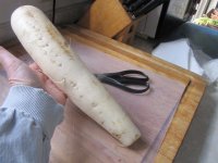 Daikon radish.JPG