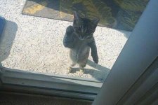 cat wants to come in.jpg