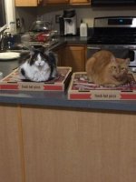 cats pizza.jpg