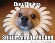 dog flower.jpg