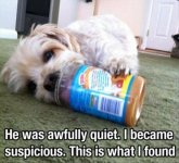 dog-eating-peanut-butter-funny-pictures1.jpg