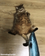 cat-fish-dance.gif