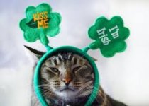 st. pat's cat 2.jpg