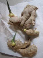 Ginger 1, sprouting.JPG