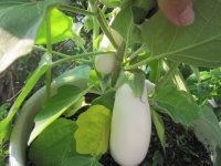 First baby eggplants.JPG