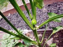 greenpeppers-1.jpg