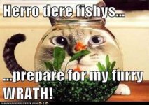 cat_fishy.jpg