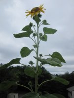 Kathy's sunflower, close.JPG