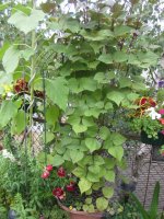 Hyacinth beans in the pot.JPG