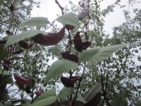 Hyacinth beans on the vine.JPG